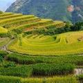 Ruộng lúa và suối quanh Du Già